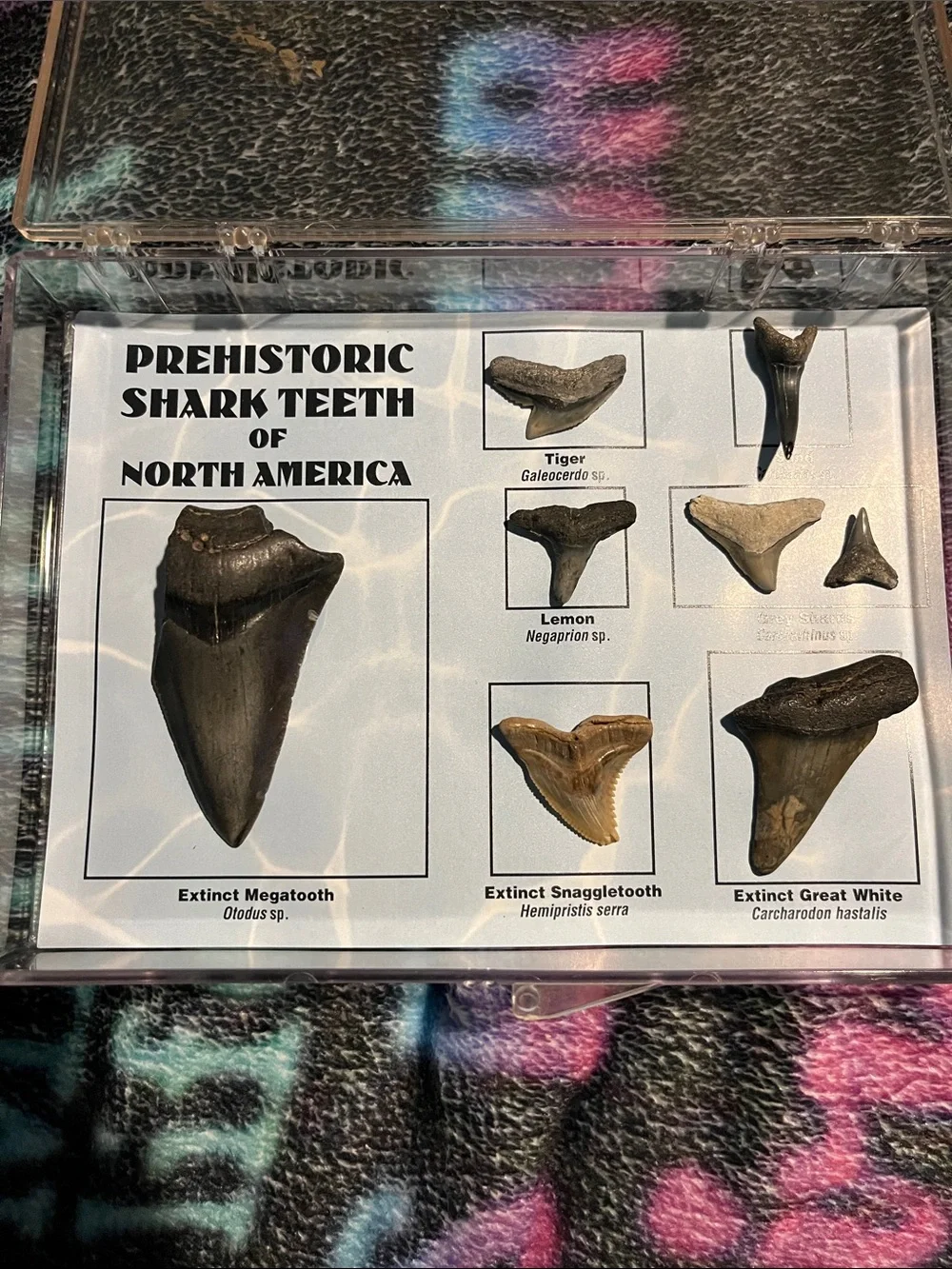 Prehistoric Shark Teeth Display Collection - Black and Brown
